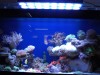 New aquarium light pictures