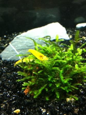 The Little Ones...