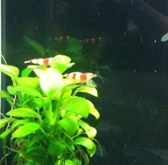 The Little Ones...