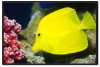 Yellow Tang (Zebrasoma flavescens)