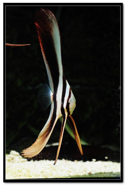 Teira Batfish (Platax teira)