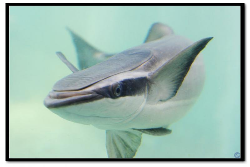 Remora brachyptera