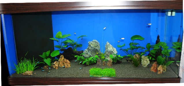 My New Planted Tank