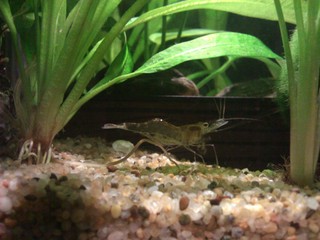 Ghost Shimp