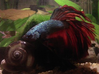 Half Moon Betta