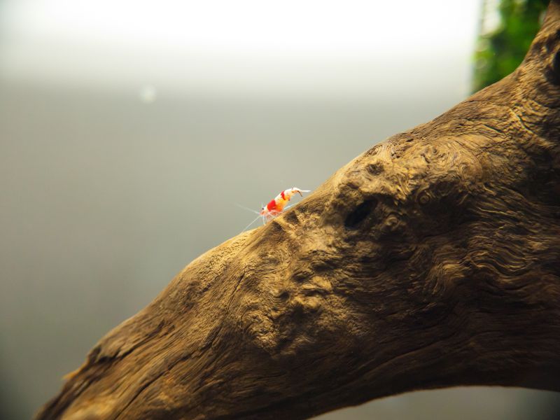 Crystal Red Shrimp