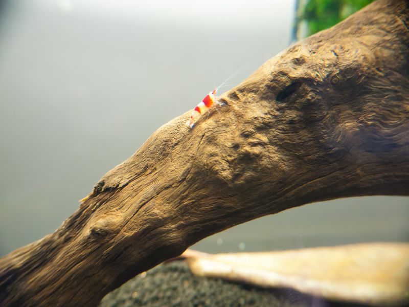 Crystal Red Shrimp