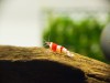 Crystal Red Shrimp