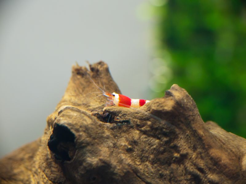 Crystal Red Shrimp