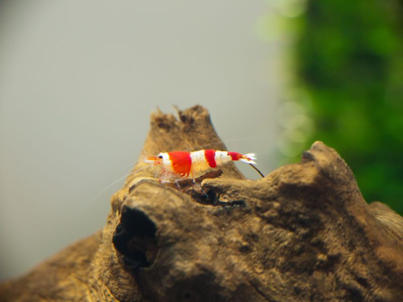 Crystal Red Shrimp