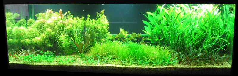 Vin'z 6ft planted tank