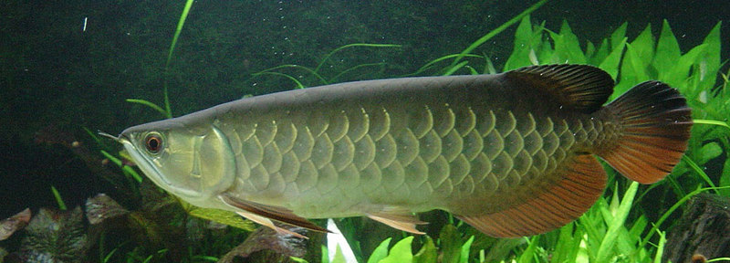 Arowana In A Planted Tank