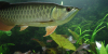 Arowana In A Planted Tank