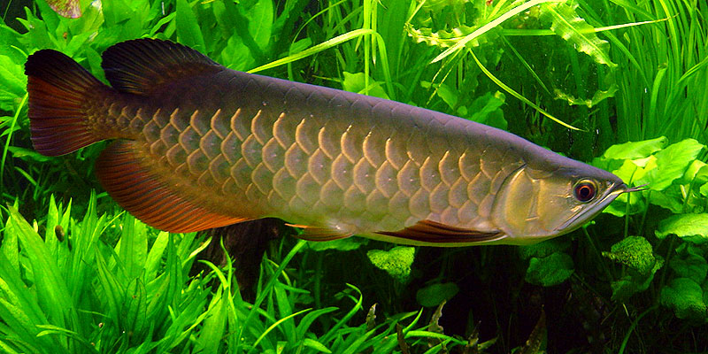 Arowana In A Planted Tank