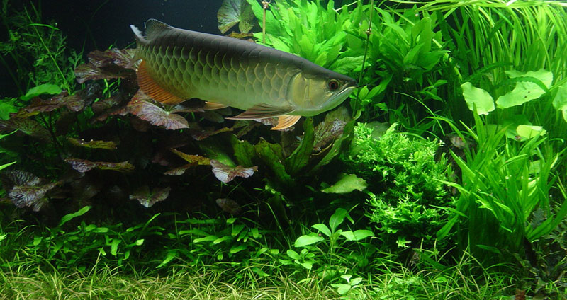 Arowana In A Planted Tank