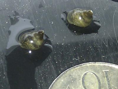 Possibly Baby Horned Nerite Snails?