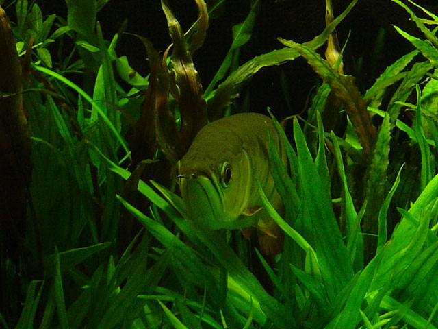 Arowana In A Planted Tank