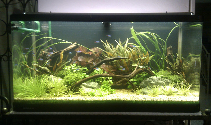 3ft Planted Low Tech