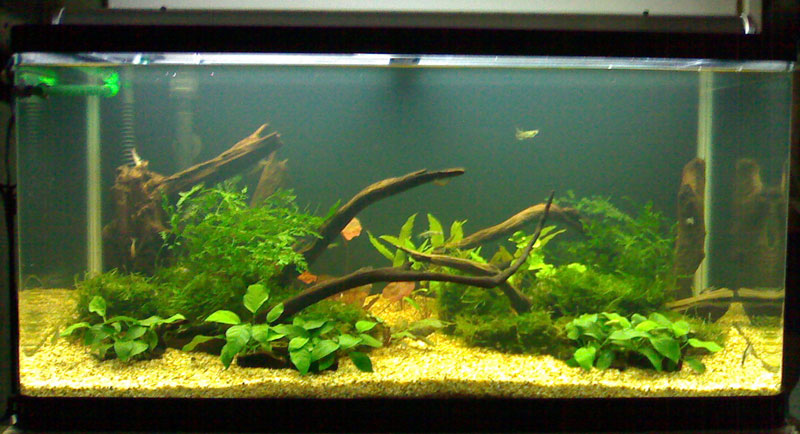 Vinz 3ft Low Tech Planted - Week 2