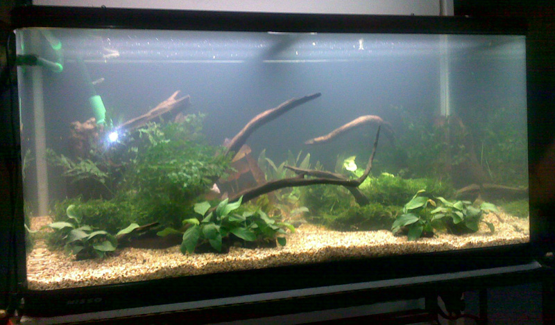 3ft Planted Low Tech