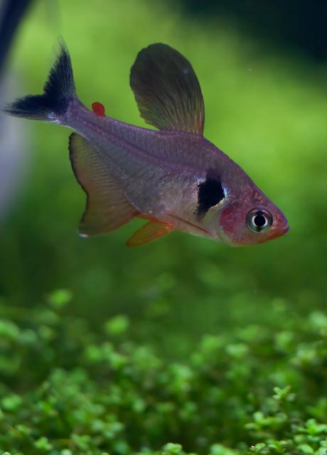 Fire Phantom Tetra