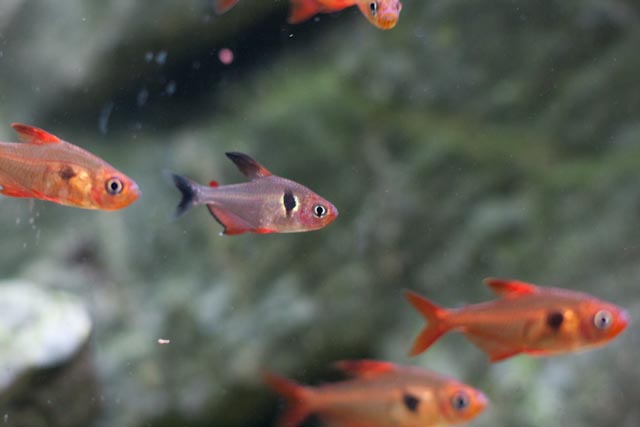 Fire Phantom Tetra