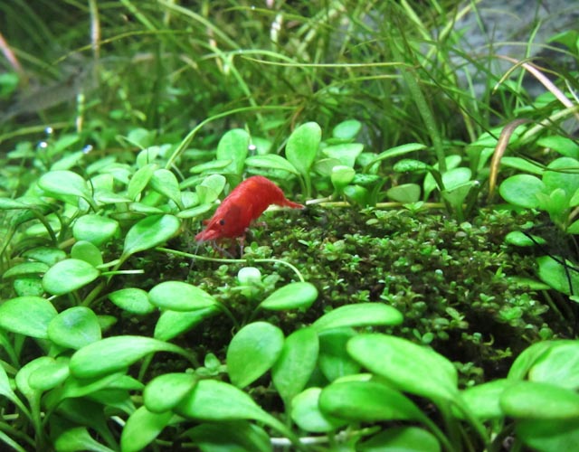 Red Cherry Shrimp on HC