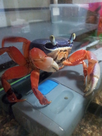 My First Crab Tank (4 Feb 2012)