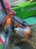 My First Crab Tank (4 Feb 2012)
