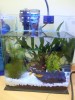 My First Fish Tank (14 Feb 2012)