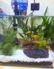 My First Fish Tank (14 Feb 2012)