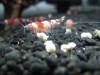 Newbie Shrimps