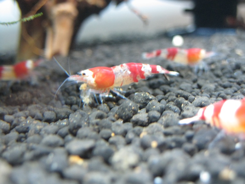 Newbie Shrimps