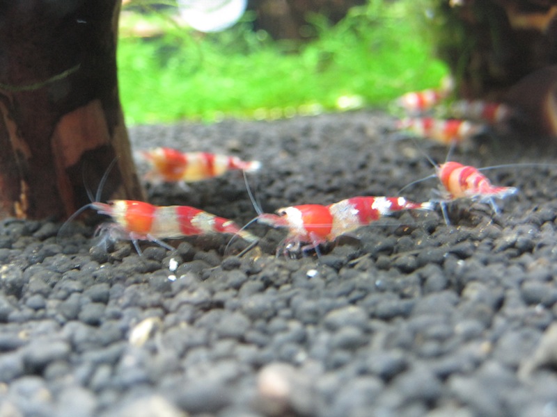 Newbie Shrimps