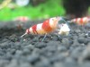 Newbie Shrimps