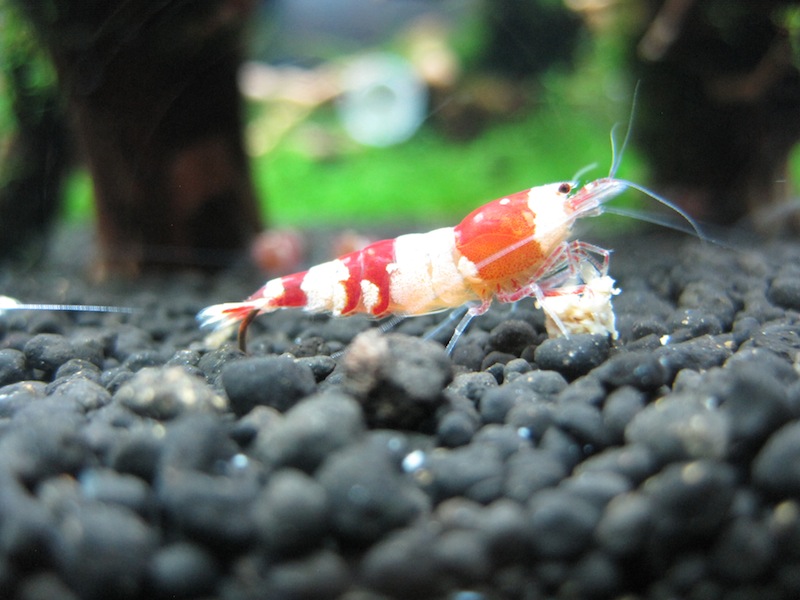 Newbie Shrimps