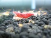 Newbie Shrimps