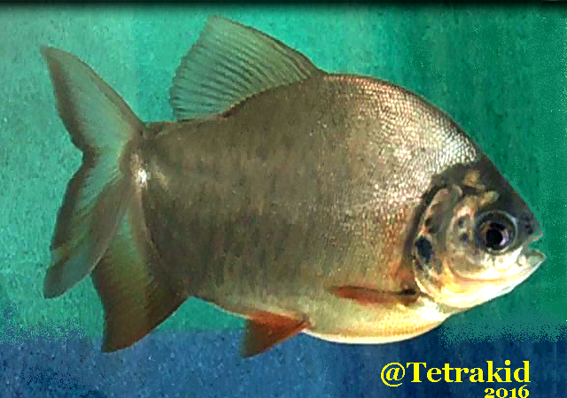 My Pet Pacu... And he's BIG!!!