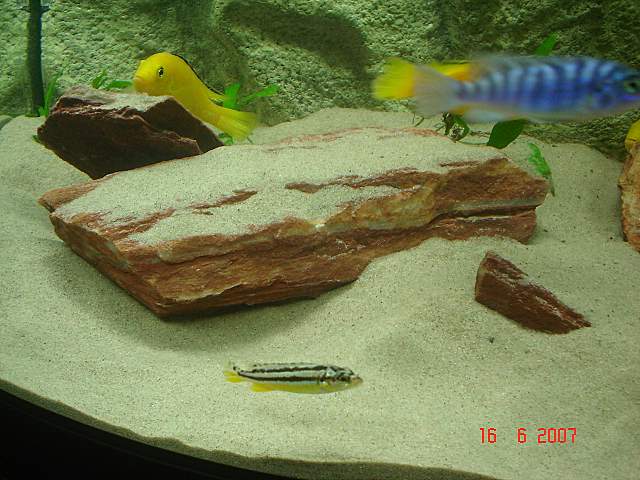 african cichlid 2