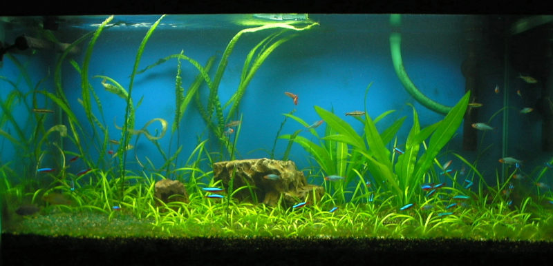 3 feet tank with rocks