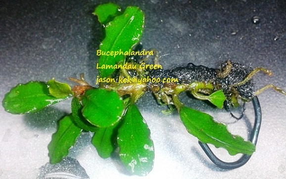 Bucephalandra