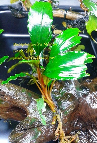 Bucephalandra