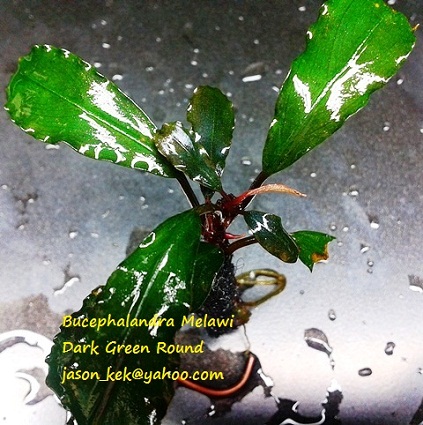 Bucephalandra