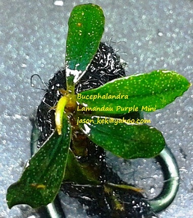 Bucephalandra