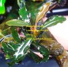 Bucephalandra