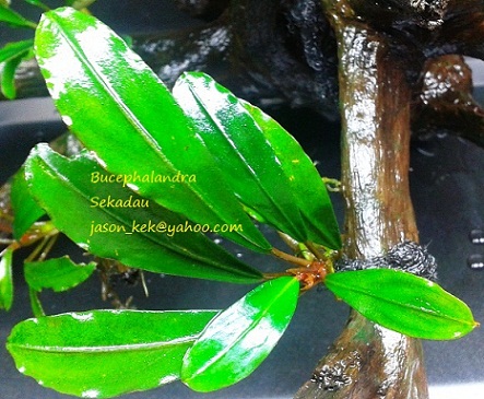 Bucephalandra