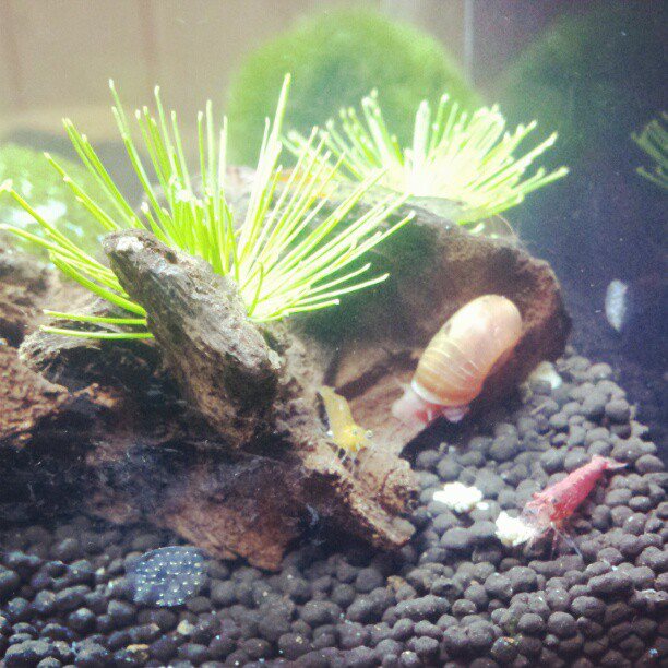 Shrimp Tank