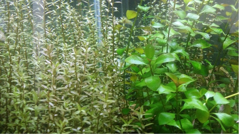 Rotala and Ludwigia