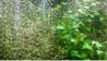 Rotala and Ludwigia