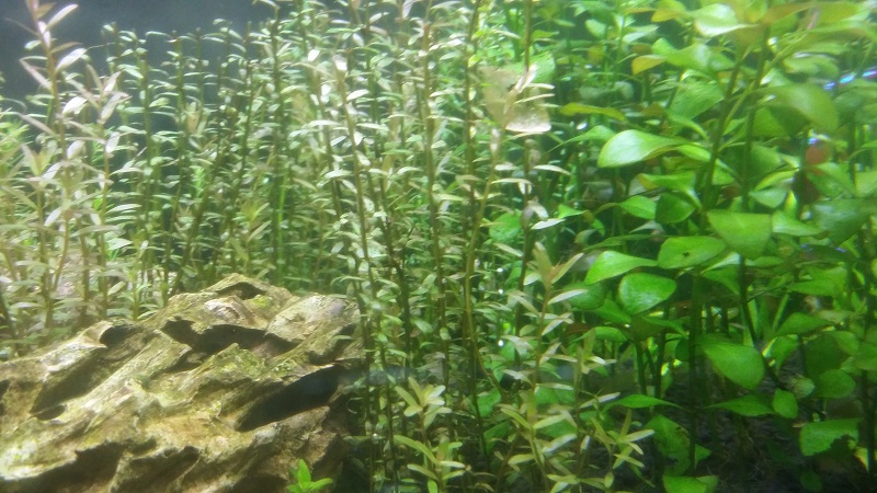 Rotala and Ludwigia